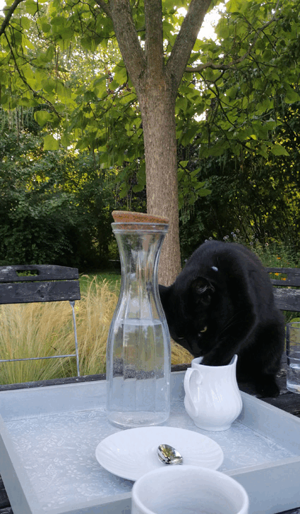 Schaugarten Saubergen Bad Pirawarth: Die schwarze Katze und die Milch oder ... mind your milk